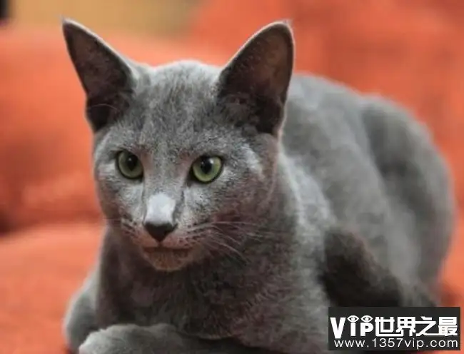 俄罗斯蓝猫价格(俄罗斯蓝猫价格多少钱一只)