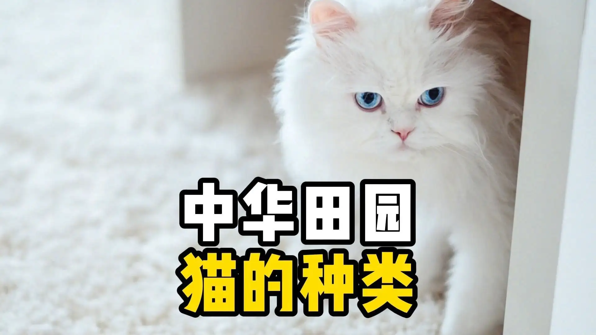 猫的品种大全报价表(猫的品种大全报价表及图片)