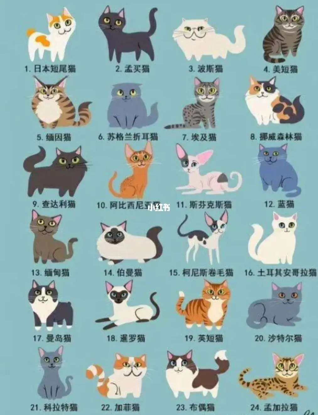 猫的品种分为几大类(猫的品种分为几大类型)