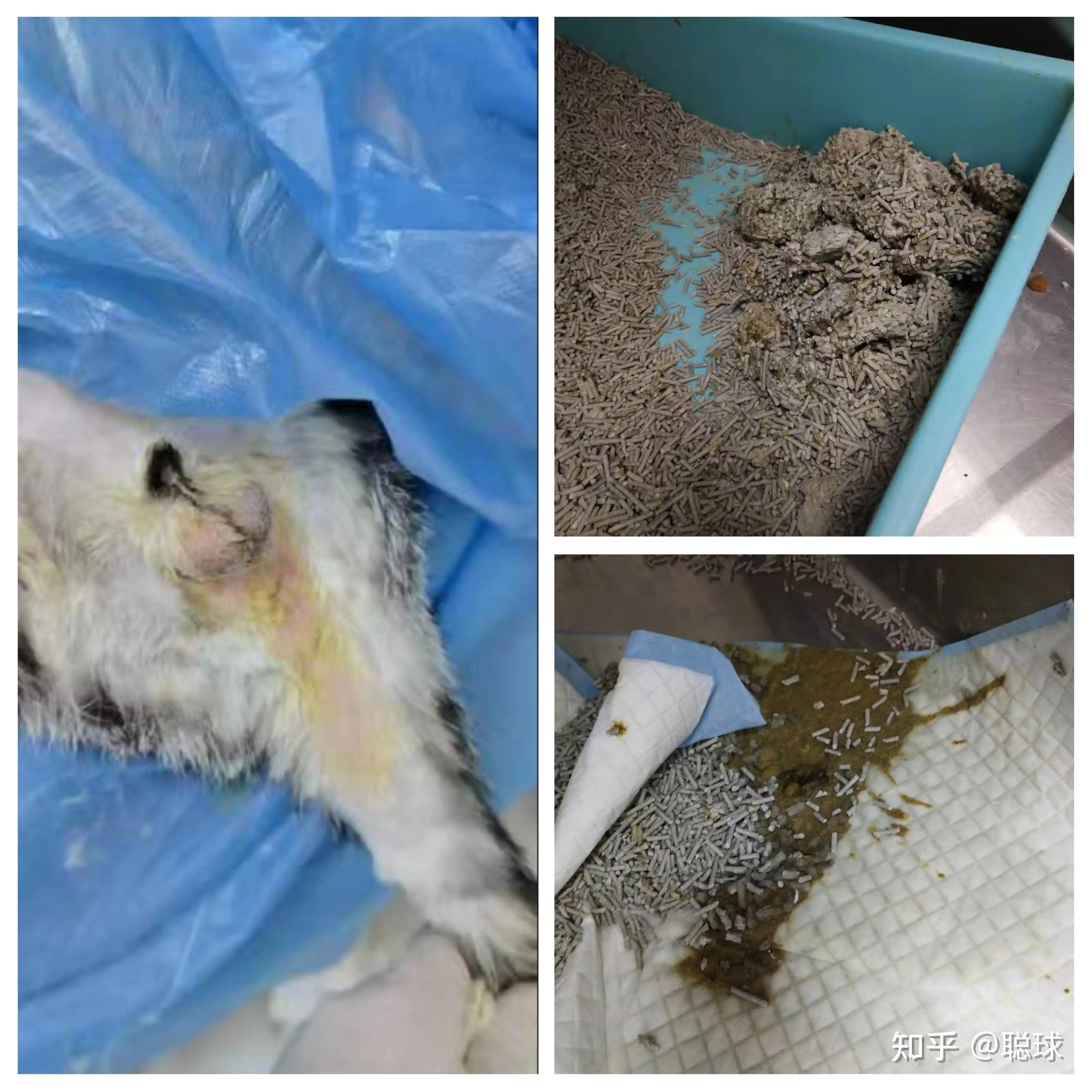 猫咪猫传腹441(猫咪猫传腹治疗的话多少钱)