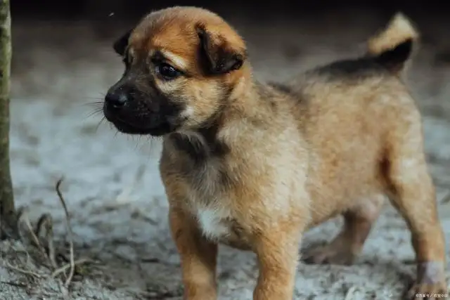 为什么不让养中华田园犬(为什么不让养中华田园犬呢)