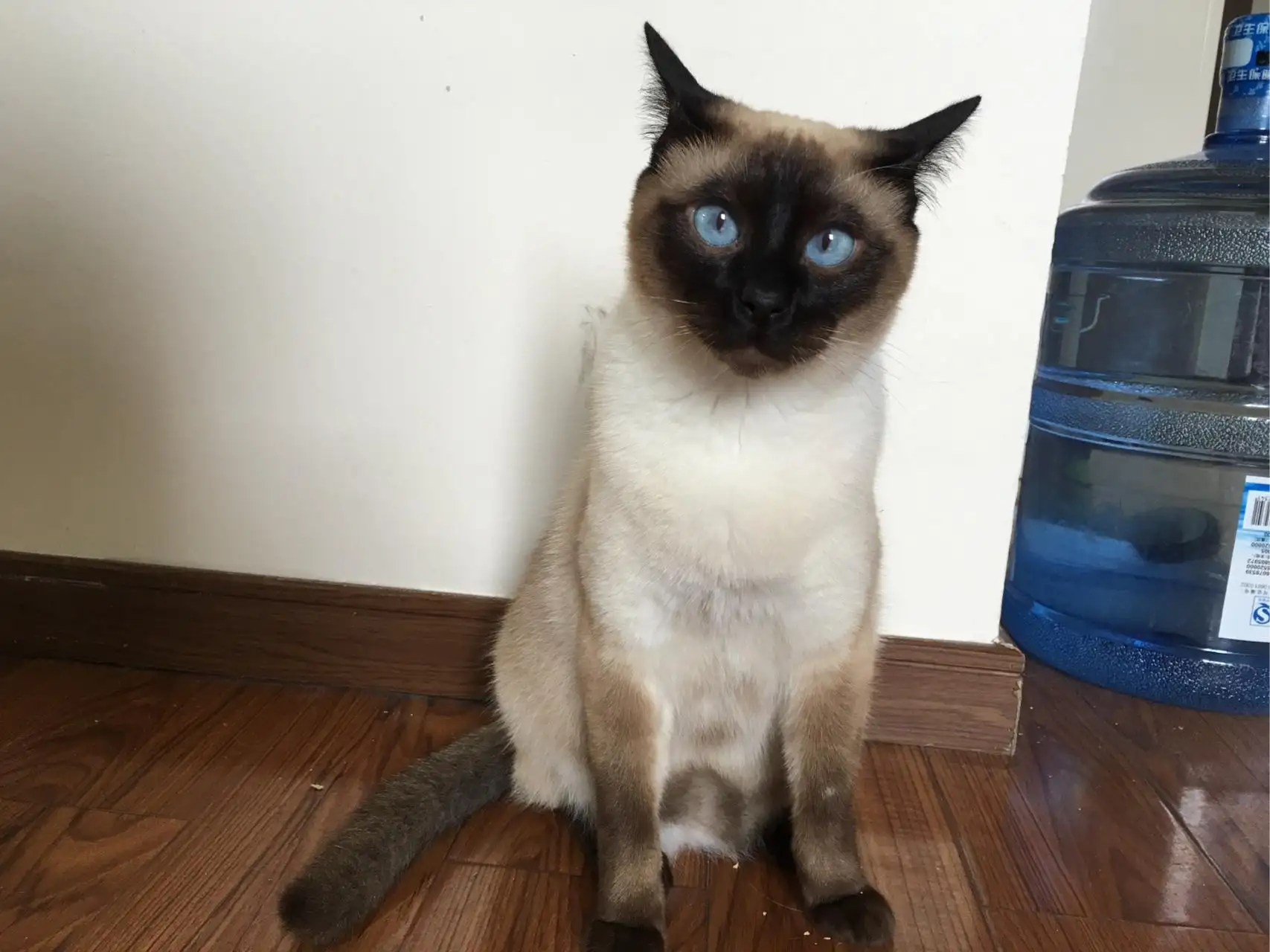 传统暹罗猫(传统暹罗猫多少钱一只)