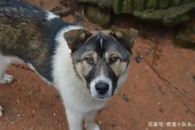 土狗属于中华田园犬吗(土狗属于中型犬还是小型犬)