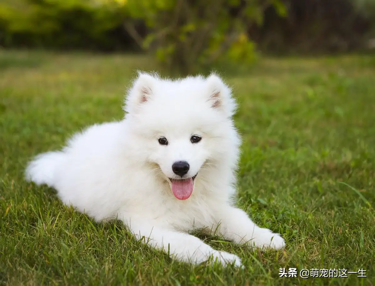 萨摩耶犬好养么(萨摩耶好不好养?看完这几点你就知道啦!)