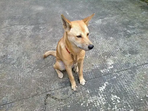 土狗属于中华田园犬吗(土狗属于中型犬还是小型犬)