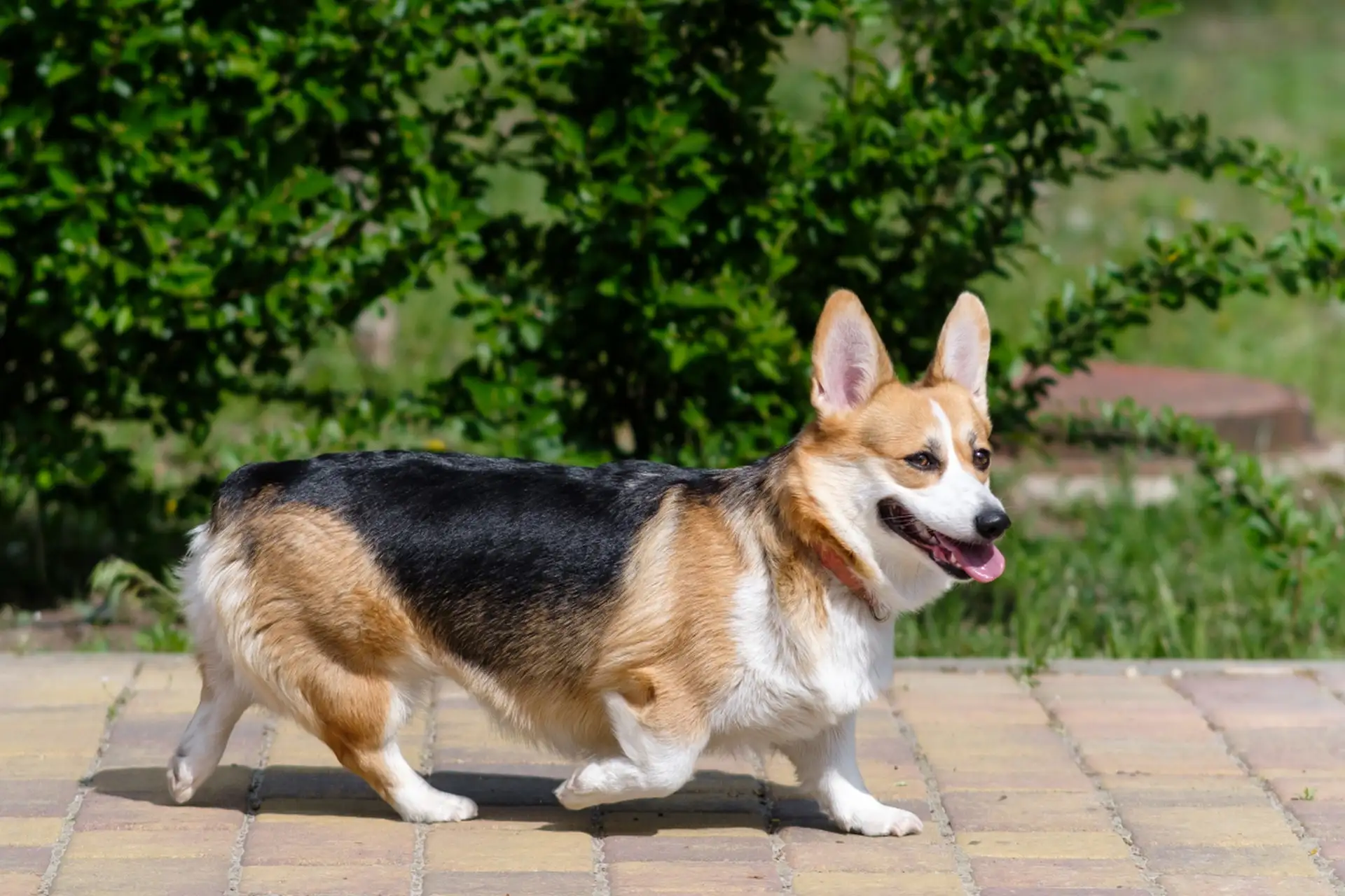 犬类寿命(犬类寿命排名)