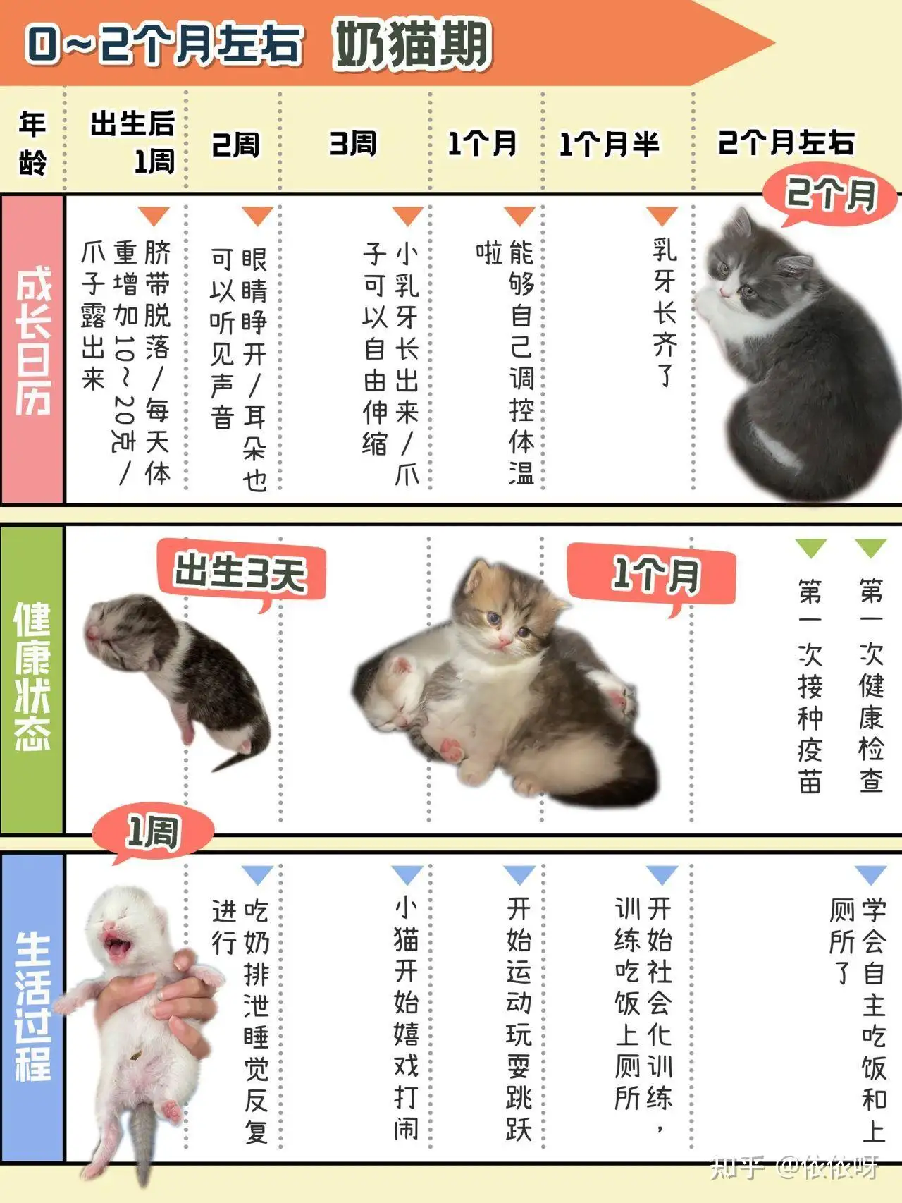 小猫的寿命是多少年(小猫的寿命一般是多少)