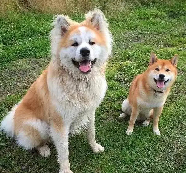 柴犬和秋田犬哪个更大(柴犬和秋田犬哪个更大一些)