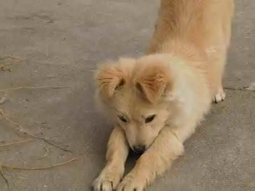 为什么不让养中华田园犬(为什么不让养中华田园犬呢)