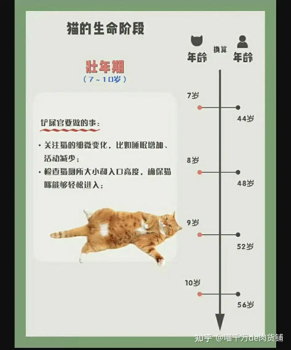 猫咪的寿命一般有多长时间(猫咪的寿命一般有多长时间呢)