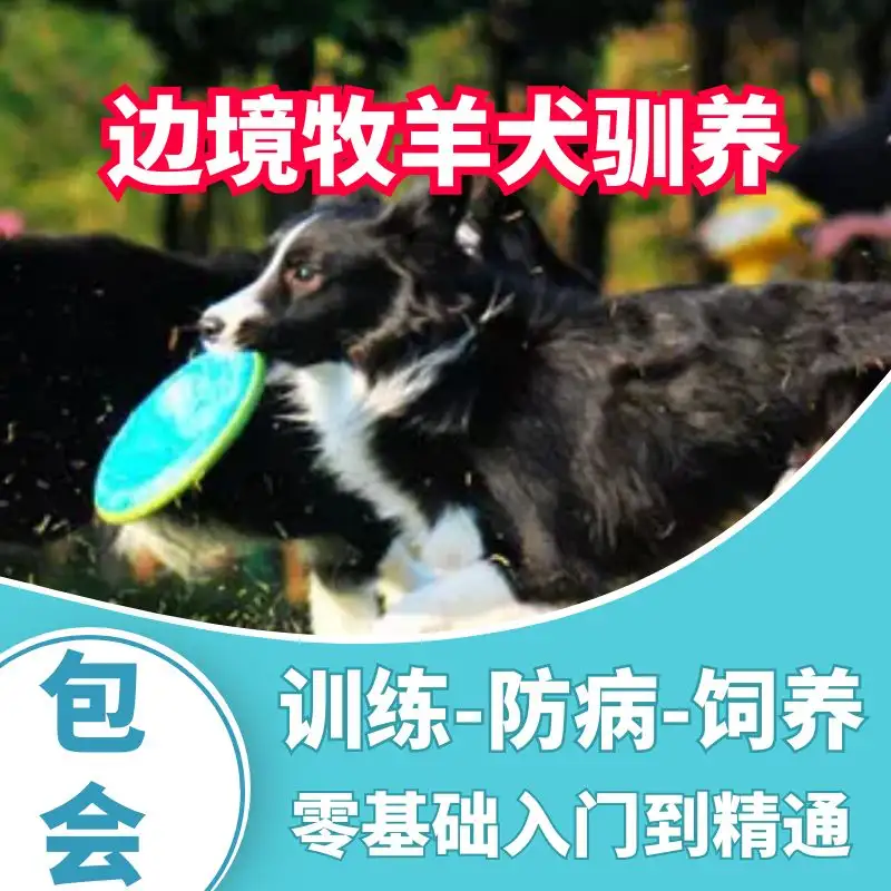 小边牧怎么养(边牧怎么养需要注意些什么)