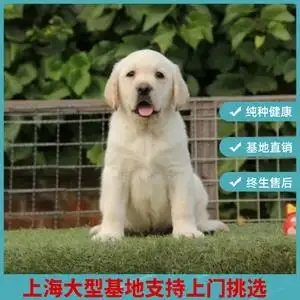 金毛拉布拉多犬哪个好(金毛 拉布拉多 哪个大)