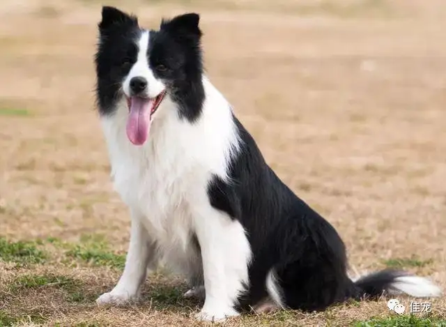 有边境牧羊犬(边境牧羊犬有多少种)