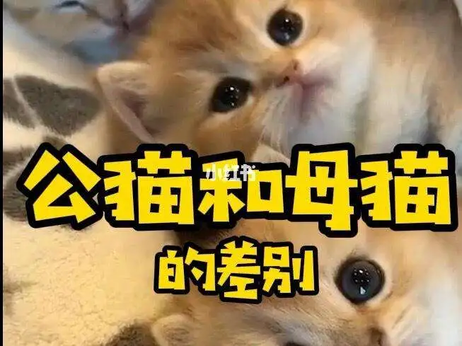 女人养公猫还是母猫好(女生养公猫和母猫哪个好)