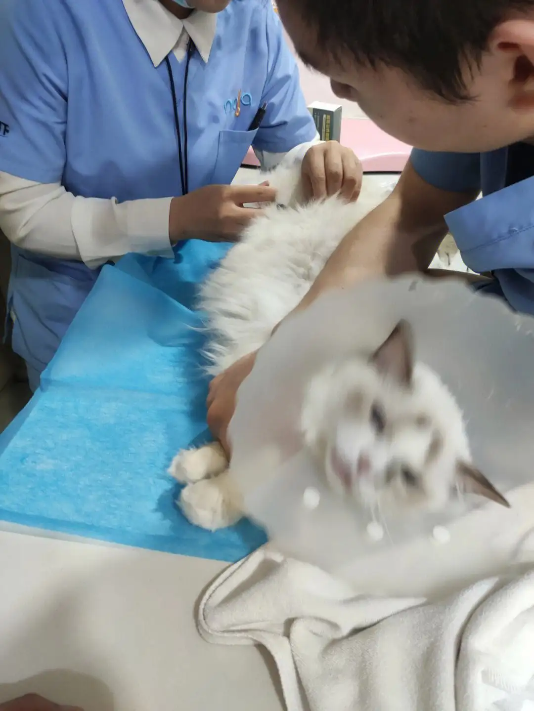 猫传腹治疗(猫传腹治疗要花多少钱)