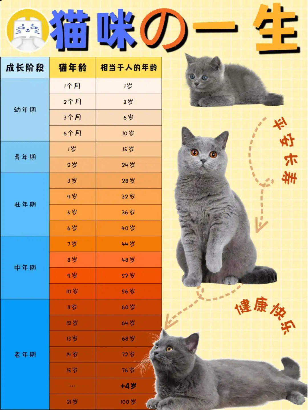 猫的正常寿命是多少(正常猫寿命一般多少年)