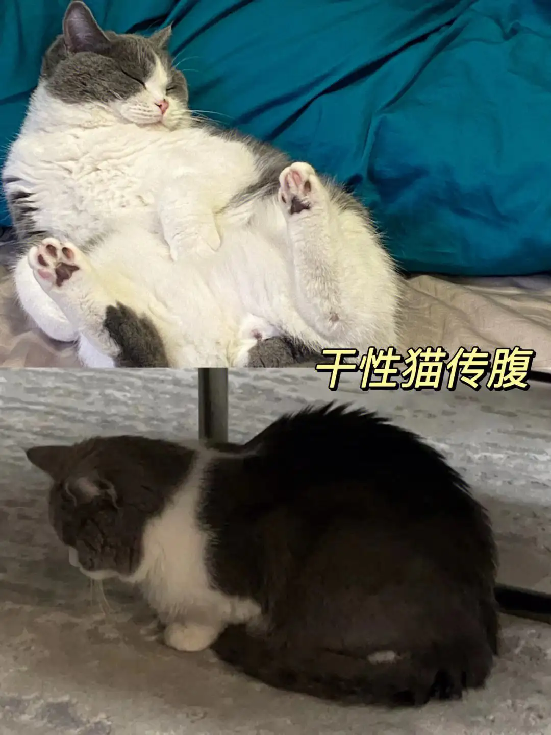 猫咪得传腹怎么治(猫咪得传腹的早期症状)