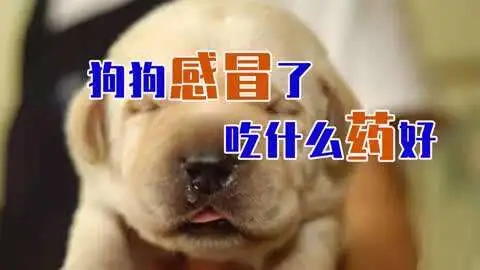 狗狗感冒了要吃什么(狗狗感冒了吃什么药好得快999)