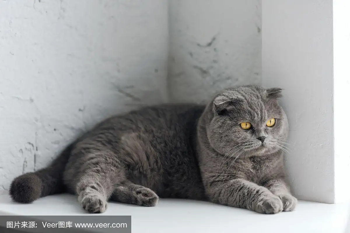 灰色的猫都有啥品种(灰色的猫一般是什么品种)