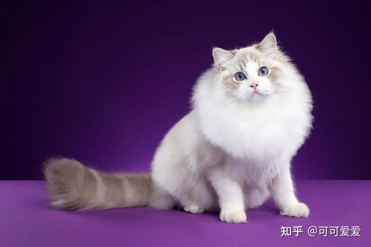 猫的品种特征和特点(猫的品种特征和特点是什么)