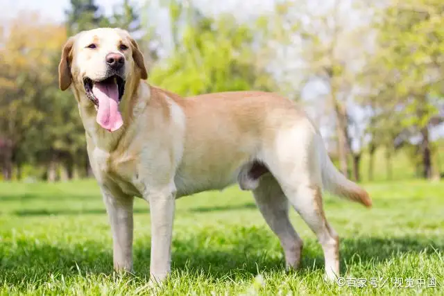 拉布拉多犬好训吗(拉布拉多犬好养吗 听话吗)