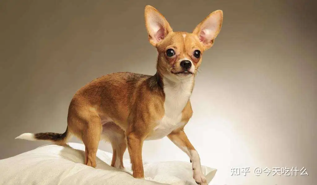 适合家养的小型短毛犬(适合家养的小型短毛犬排名)