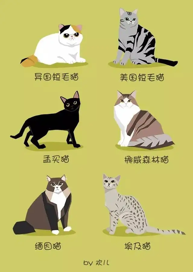 猫咪品种大全及介绍(猫咪品种大全图解介绍)