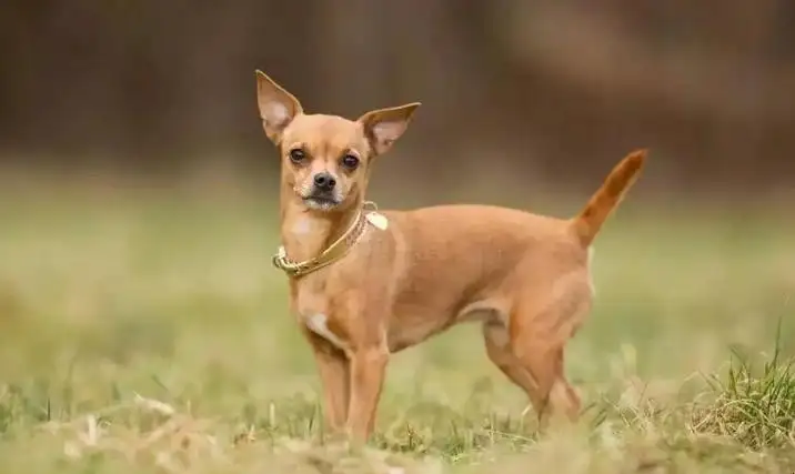 小型犬价格排名(小型犬价格排名榜)