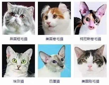 猫咪品种大全及介绍(猫咪品种大全图解介绍)