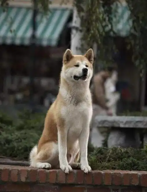 柴犬忠犬八公(日本柴犬八公的传说)