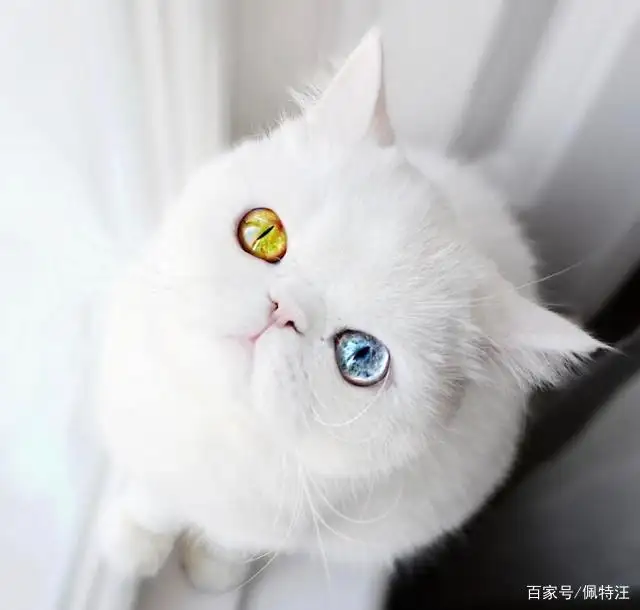 关于波斯猫异瞳多少钱的信息