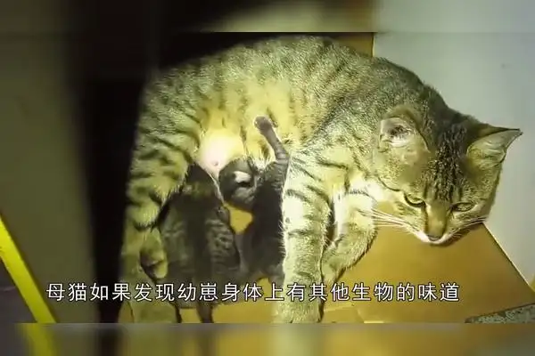 猫身上有人的气味母猫还会要它吗(猫主人身上有其他猫的味道 猫生气么)