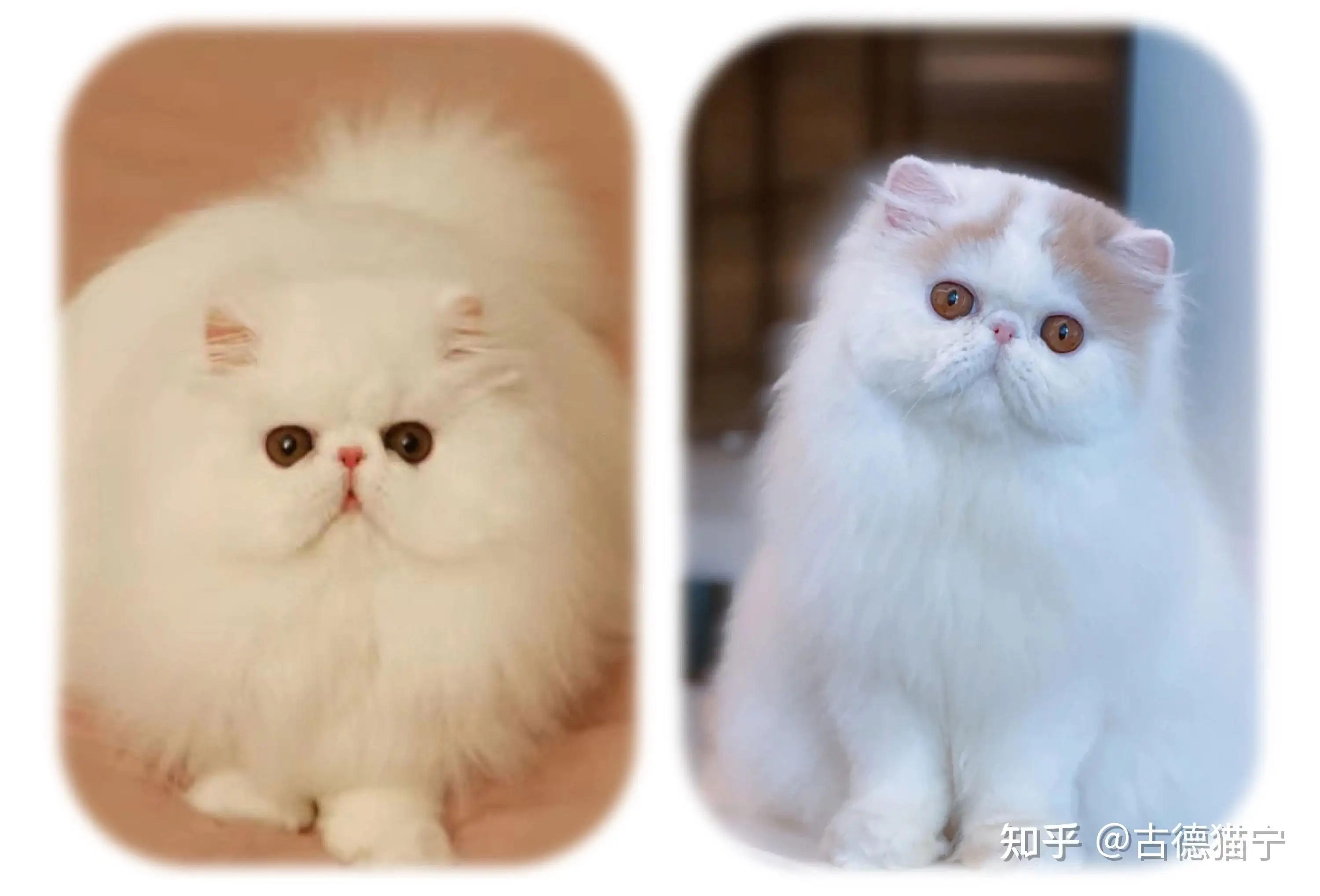 很漂亮的猫的品种(最漂亮的猫十大排行榜)