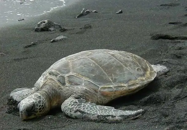 海龟是什么类型的动物(海龟是什么类型的动物a两栖动物)