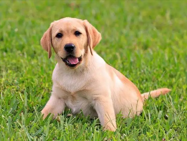 最适合家养的中型犬(家养什么中型犬比较好)