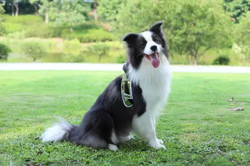 边境牧羊犬的价格是多少(边境牧羊犬多少钱一只纯种图片)