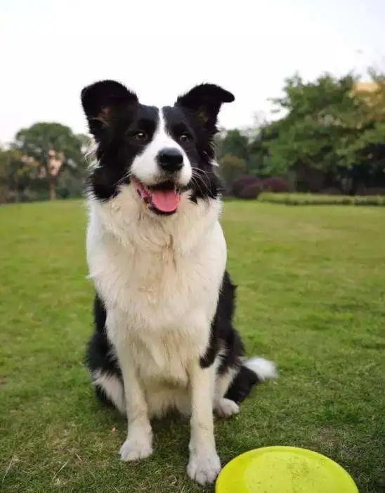 边牧是禁养犬种吗(边牧是禁养犬种吗知乎)