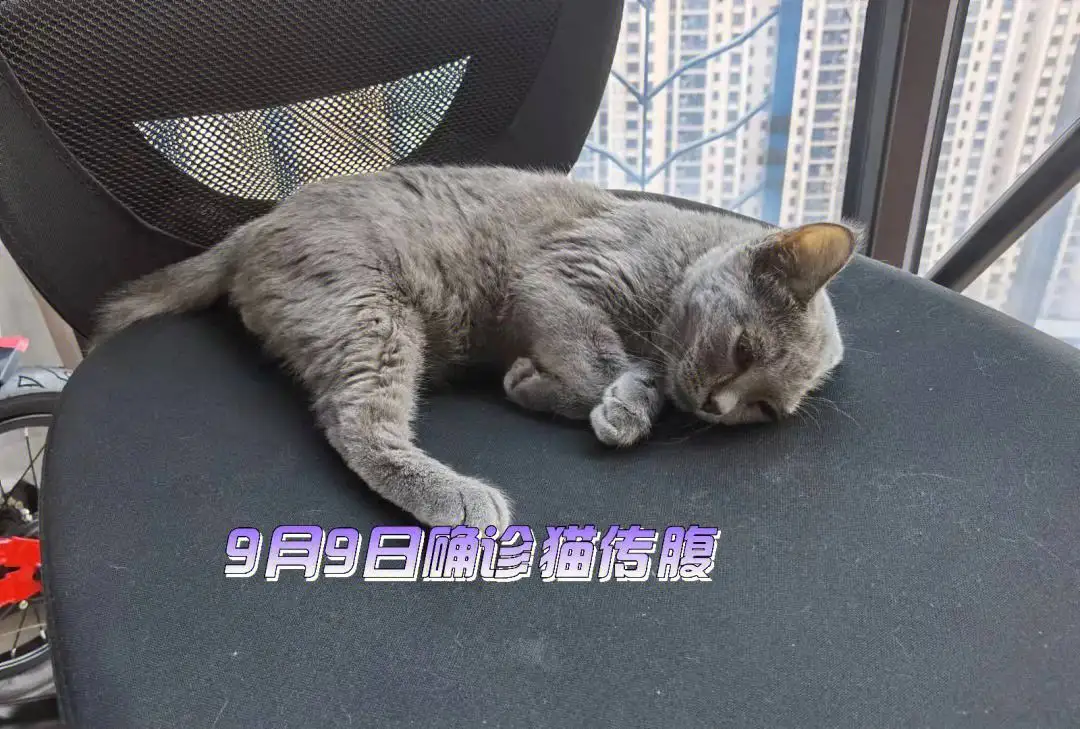 猫咪传腹必死吗(如何判断腹水还是肚子大)