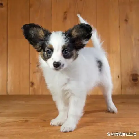 聪明小型犬(聪明小型犬品种大全)