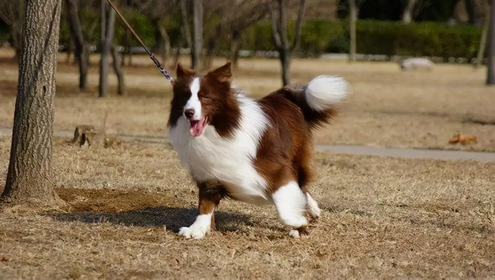 边境牧羊犬的价格是多少(边境牧羊犬多少钱一只纯种图片)