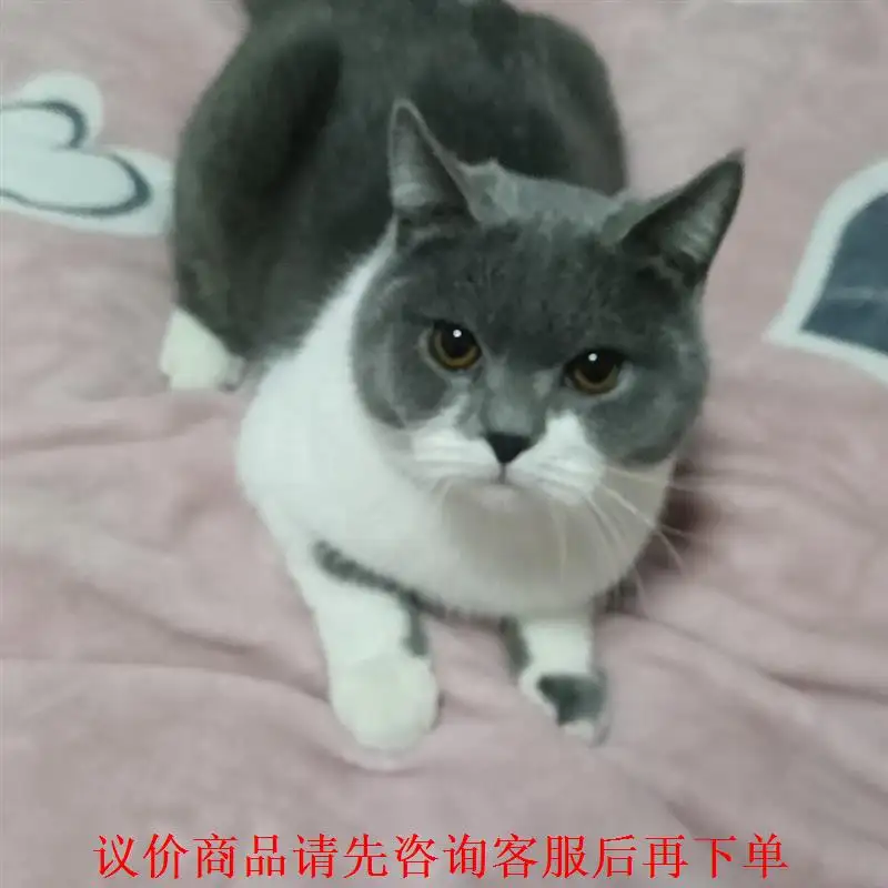 养蓝猫公猫好还是母猫好(家里养蓝猫养公的还是母的)