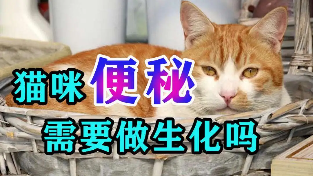 猫咪有点便秘(猫咪有点便秘吃什么)