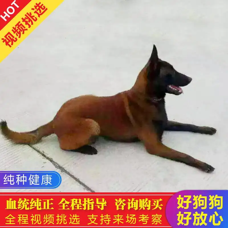 马犬幼犬多钱一只(一般的马犬幼崽多少钱一只)