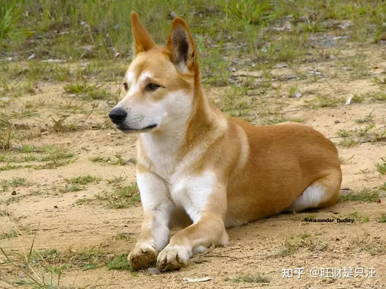 小型田园犬有哪些品种(小型田园犬有哪些品种图片大全)