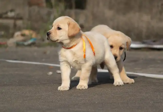 拉布拉多幼犬正确喂养(拉布拉多幼犬正确喂养方法)