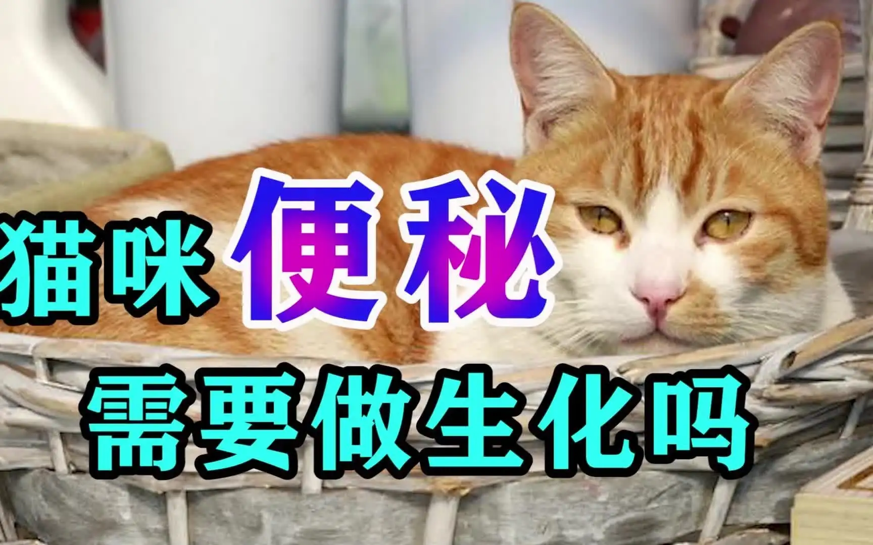 猫咪有点便秘(猫咪有点便秘吃什么)