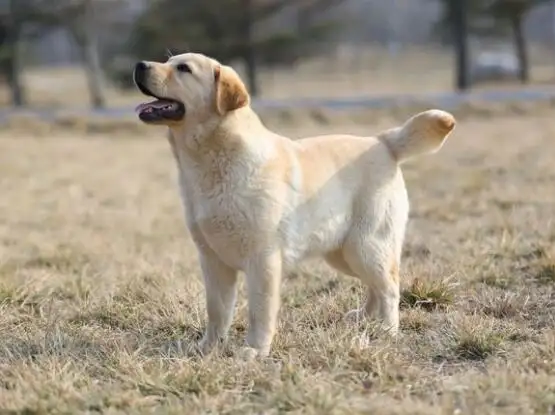 拉布拉多幼犬正确喂养(拉布拉多幼犬正确喂养方法)