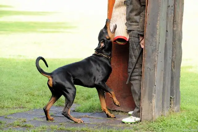 杜宾幼犬一只多少钱(杜宾犬幼犬价格7000合理吗)