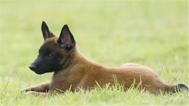 养马犬的好处(养马犬的好处是什么)