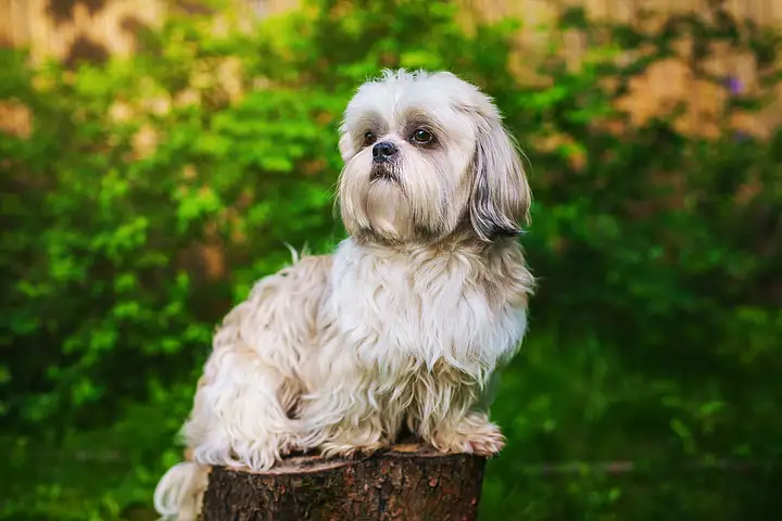 犬/.(犬瘟症状)